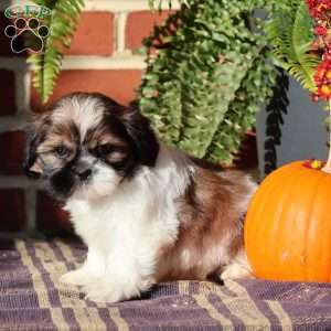 Sir Bentley, Shih Tzu Puppy